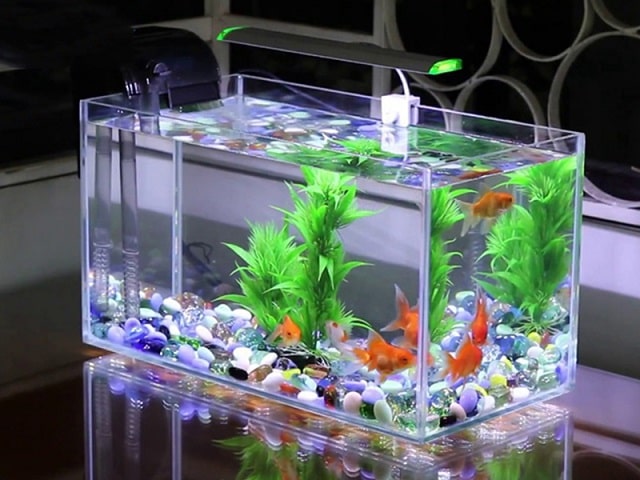 cách nuôi cá cảnh trong bể kính